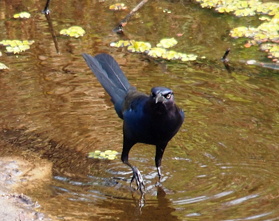 [The grackle is walking through the water and has just taken its right foot from the water so the claws are relaxed and handing downward. Its long tail is up. Its head is turned toward the camera such that both yellow eyes with black dots in them are visible. The tenseness of the body suggests it does not want to be messed with.]